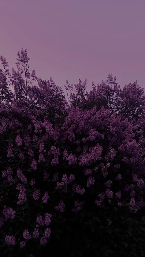 Dark Purple Background, Dark Purple Flowers, Violet Aesthetic, Purple Flowers Wallpaper, Phone Screen Wallpaper, Wallpaper Doodle, Dark Pictures, Neon Aesthetic, Beautiful Flowers Wallpapers