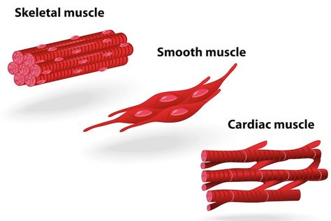 Here we see another depiction of the three types of muscular tissue. Types Of Muscle Tissue, Cardiac Muscle, Smooth Muscle Tissue, Smooth Muscle, Types Of Muscles, Muscle Structure, Integumentary System, Human Body Unit, Tissue Types