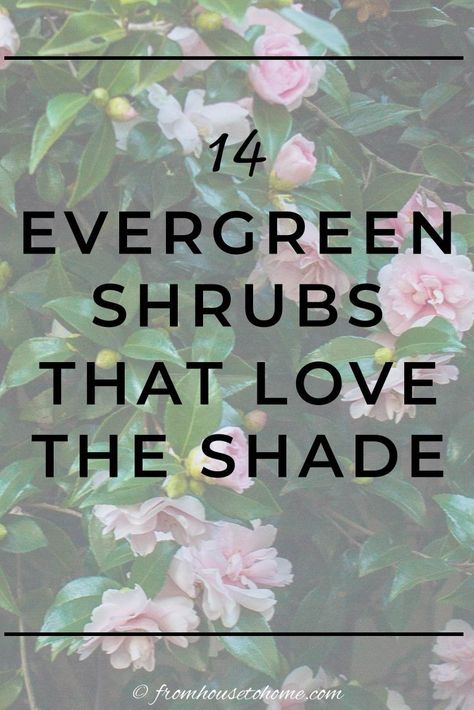 If you’re wondering what evergreen shrubs for shade to plant in your garden, then read this! They’re helpful ideas for colorful evergreen bushes for shade. I am so saving this list of evergreens to grow myself soon!! #fromhousetohome #evergreen #shrubs #gardenplants Evergreen Shrubs For Shade, Evergreen Bushes, Shrubs For Shade, Foundation Plants, Evergreens For Shade, Kalmia Latifolia, Evergreen Bush, Fast Growing Evergreens, Shade Shrubs