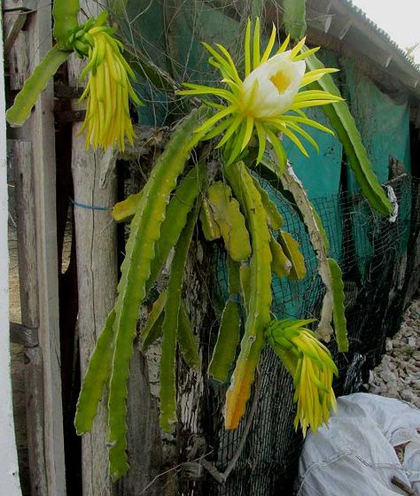 Night-blooming Cereus, HYLOCEREUS UNDATUS, flowering plant Cactus Species, Hylocereus Undatus, Night Blooming Cereus, Small Bees, Tree Tops, Dragon Fruit, Succulent, Planting Flowers, Cactus