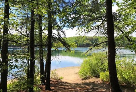 Everything You Need to Know About Visiting Walden Pond With Kids | MommyPoppins - Things to do in Boston with Kids Walden Pond Massachusetts, Boston With Kids, 2023 Vibes, Walden Pond, Things To Do In Boston, To Do In Boston, Pond Painting, Hampton Beach, Boston Things To Do