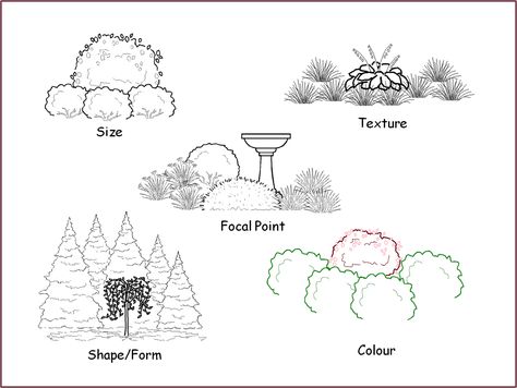 Dominance in the landscape can result from larger size, coarser texture, stronger form, stronger colour or the existence of a focal point. Landscape Design Drawings, Tree Plan, Backyard Flowers, Planting Plan, Garden Design Layout, Landscape Sketch, Garden Design Plans, Front House Landscaping, Garden Landscape Design