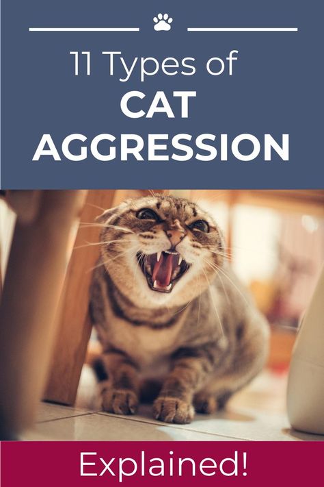 A close-up of an angry cat in an aggressive posture showing his teeth. Aggressive Cat, Cat Behavior Problems, Cat Health Problems, Aggressive Behavior, Cat Biting, Cat Vs Dog, Dog Behavior Problems, Types Of Cats, Bad Cats