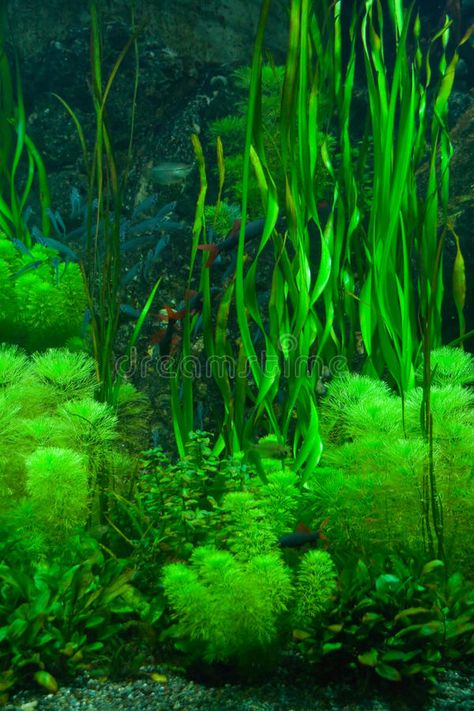 Green seaweed. Background of green seaweed underwater , #AFFILIATE, #seaweed, #Green, #Background, #underwater, #green #ad Flora Marina, Ocean Plants, International Studies, Underwater Plants, Live Aquarium Plants, Kelp Forest, Underwater Painting, Sea Plants, Whatsapp Wallpaper Cute