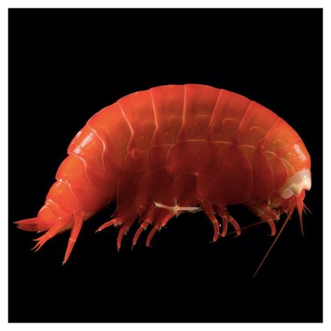 PLASTIC OCEAN POLLUTION // A British research team captured amphipods, tiny shrimp-like crustaceans that scavenge on the seabed, from six of the world's deepest ocean trenches and took them back to their lab. There, they discovered that more than 80% of the amphipods had plastic fibers & particles in their digestive systems. In the Mariana Trench, the deepest [more than seven miles] in the western Pacific, the scientists found fibers in 100% of the samples–in every amphipod collected. There are Mariana Trench Ocean, Plastic Ocean, Ocean Trench, Mariana Trench, Mantis Shrimp, Ocean Pollution, Plastic Free Living, Marianas Trench, Crustaceans