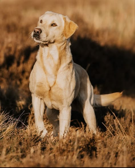 Yellow Lab Photography, Labrador Yellow, Athletic Dogs, Dog Anatomy, Yellow Labrador Retriever, Yellow Labrador, Lab Dogs, Yellow Lab, Pretty Dogs