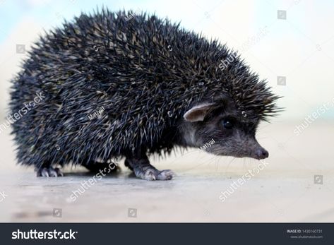 hedgehog is a spiny mammal one of the rare animal which is found only in wild , here is a rare and endangered black hedgehog ,    image photo Black Hedgehog, Rare Animals, Wildlife Animals, Mammals, Photo Editing, Photo Image, Royalty Free Stock Photos, Stock Images, Stock Photos