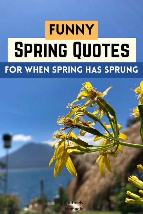 Yellow flower with words funny Spring Quotes for when spring has sprung Spring Funny Pictures, Spring Time Quotes Inspiration, Spring Morning Quotes, Spring Phrases Quotes, Happy Spring Day Funny, April Quotes Spring, Happy Spring Quotes Funny, April Inspirational Quotes, Short Spring Quotes Simple