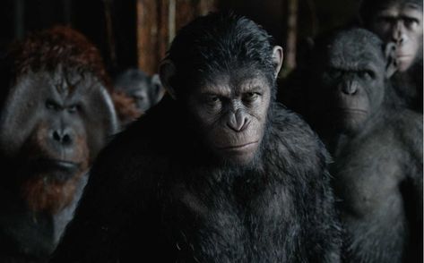 Dawn Of The Planet, Matt Reeves, Post Human, Planet Of The Apes, Kid Movies, Planet Fitness Workout, Primates, Classic Films, Monkeys