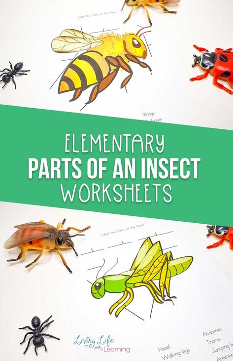 This Parts of an Insect worksheet is the perfect introduction to your study of insects and bugs. Get your kids a butterfly net and this worksheet, & let them learn!  #LivingLifeandLearning #elementaryscience #freeprintable #printableworksheet #biology #backyardscience Insect Worksheet, Parts Of An Insect, Homeschooling Elementary, Ladybug Life Cycle, Elementary Science Activities, Homeschool Science Curriculum, Physics Lessons, Insect Activities, Biology Worksheet