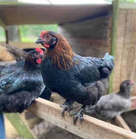 Black Copper Marans - Gorgeous Eggs and Chickens Black Copper Maran Chickens, French Black Copper Maran Chicken, Copper Marans Chicken, Midnight Majesty Maran Chicken, Marans Chicken, Americauna Chickens, Maran Chickens, Australorp Chicken, Black Copper Marans