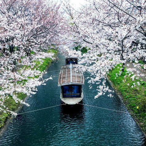 Japan Cruise, Canoe Boat, Boat Cruise, Row Boats, Cargo Ship, Boat Ride, River Boat, Japanese Culture, Back In The Day