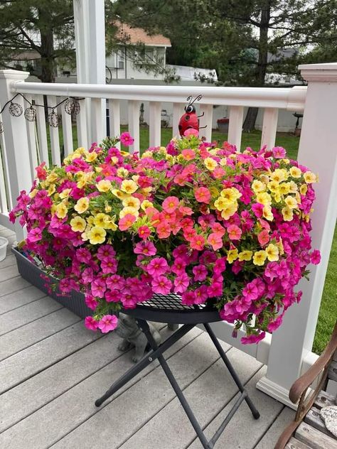 Mini petunias, Grandiflora, Mixed rainbow Mini Petunias, Window Boxes, Petunias, Rainbow