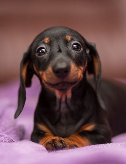 Daschund Puppies, Black And Tan Dachshund, Baby Dachshund, Dachshund Funny, Dachshund Puppy Miniature, Dapple Dachshund, Corgi Funny, Sausage Dogs, Wiener Dogs