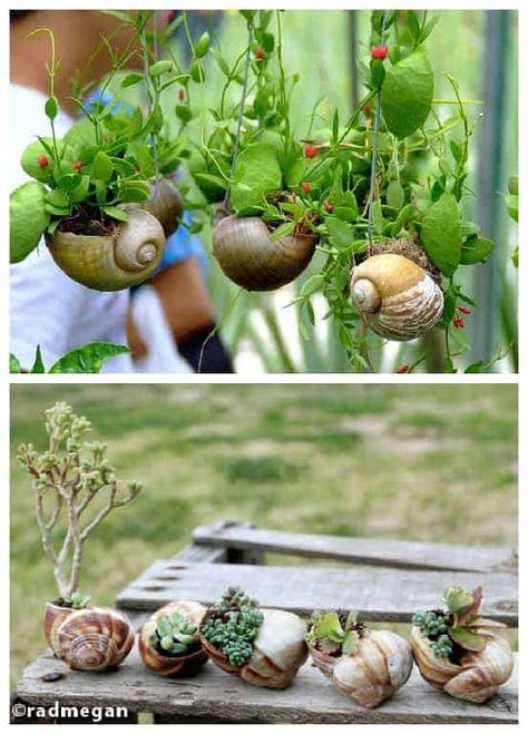 Plants In Pots, Snails In Garden, Backyard Garden Layout, Mini Gardens, Plants Growing, Deco Nature, Small Backyard Gardens, Snail Shell, Creative Gardening