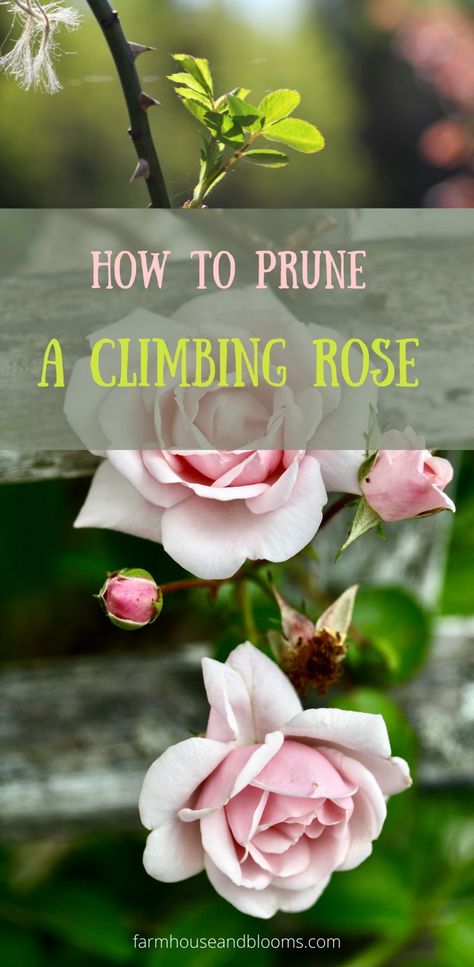 two pictures of a climbing rose When To Prune Roses, Pruning Climbing Roses, Roses Garden Care, Rose Plant Care, Pruning Roses, Garden Companion Planting, Rose Garden Design, Peonies And Hydrangeas, Climbing Rose