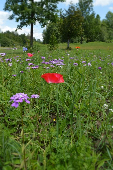 My experiences growing a wildflower meadow Glam Coffee Table, Wall Murals Diy, Clock Flower, Making Plant Pots, Meadow Garden, Succulent Art, Wildflower Meadow, My First Year, Simple Baby Shower