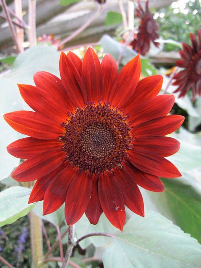 Velvet Queen Sunflower, Gardening Photos, Garden Picture, Red Sunflowers, Garden Plan, Helianthus Annuus, Tower Garden, 2 September, Formal Garden