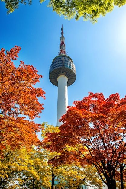 Seoul Tower, Autumn In Korea, Namsan Tower, Red Autumn, Beautiful Art Pictures, Cherry Blossom Tree, Maple Leaves, Free Photo, Maple Leaf