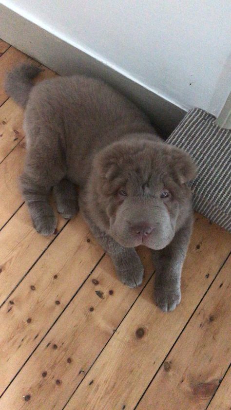 Shar-pei teddy bear Bearcoat Shar Pei, Bear Coat Shar Pei, Sharpei Puppy, Cute Dog Quotes, Fluffy Puppy, Shar Pei Dog, Bear Coat, Super Cute Puppies, Fluffy Puppies