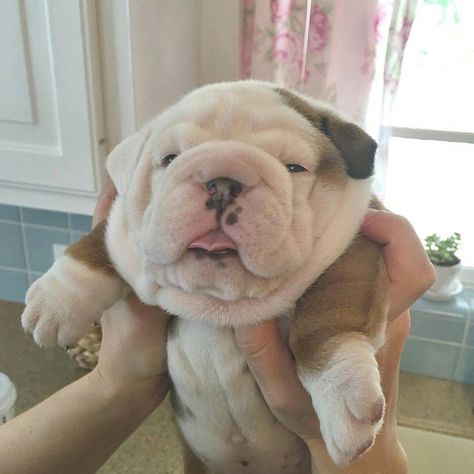 Bulldog Baby Bulldogs, Cute Bulldog Puppies, Breathing Problems, Cute Bulldogs, English Bulldog Puppies, Bull Dogs, English Bulldogs, Baby Animals Funny, Pet Puppy