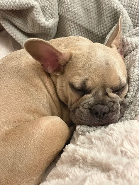 blue fawn frenchie french bulldog puppy Blonde French Bulldog, French Bulldog Aesthetic, Fawn Frenchie, Blonde Green Eyes, Blue Frenchie, Fawn French Bulldog, Light Blue Aesthetic, Vision Board Inspiration, French Bulldog Puppy