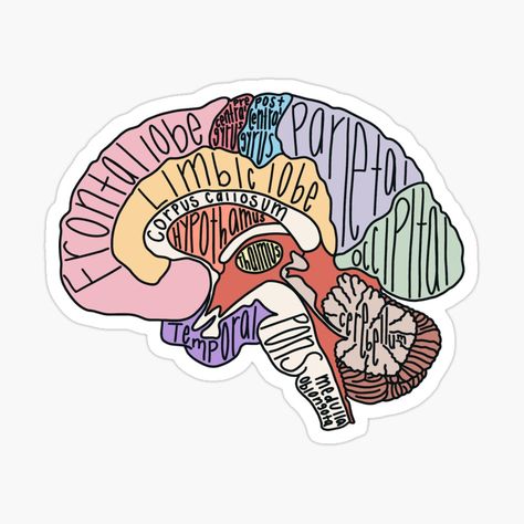 Med Stickers, Anatomy Flashcards, Doctor Stickers, Medical Stickers, Brain Anatomy, Cute Laptop Stickers, School Psychology, School Stickers, Anatomy And Physiology