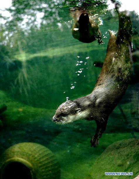 Otter Underwater, Personal Tattoos, River Otters, River Otter, Painting Projects, Otters, Bald Eagle, Drawing Reference, Moose