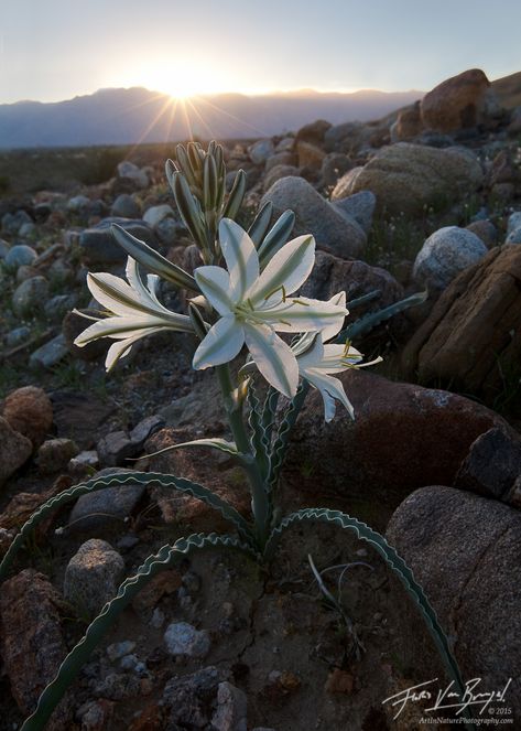 Desert Lily, Anza Borrego State Park, Wildflower Photo, Desert Life, Desert Flowers, California Desert, Rare Plants, Succulents Garden, Cacti And Succulents