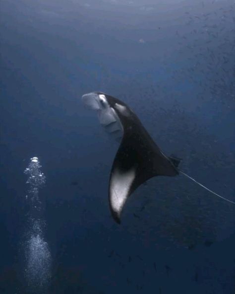 Aquatic_animals | ‘He’s talking to you!’ 🐬 @aquaticanimalz We can’t stop smiling watching this adorable moment as a dolphin swims by to chat with their… | Instagram Manta Ray Art, Oceanography Marine Biology, Underwater City, Underwater Animals, Deep Sea Creatures, A Dolphin, Beautiful Sea Creatures, Ocean Wallpaper, Aquatic Animals