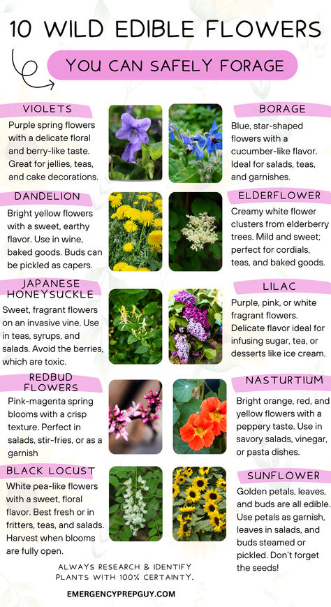 An infographic showcasing ten wild edible flowers with photos and descriptions, ideal for beginners interested in foraging and using flowers like violets, dandelions, and elderflowers in cooking and teas. Wild Plants You Can Eat, Michigan Foraging, British Plants, Foraging For Beginners, Foraging Basket, Edible Flower Garden, Purple Spring Flowers, Wild Recipes, Medicinal Wild Plants