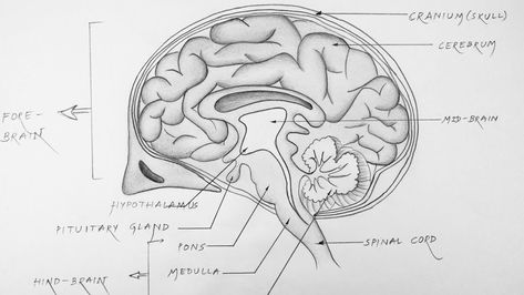 Human Brain Diagram Class 10, Brain Diagram Class 10, Spirogyra Diagram, Brain Diagram Drawing, Brain Structure Diagram, Diagram Of Brain, Structure Of Brain, Brain Drawing Simple, Human Brain Drawing