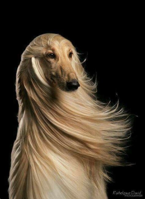 Beautiful blonde Afghan hound with windswept hair. She could be posing for the l’Oreal hair care ad: “I’m worth it!” Hair Blowing In The Wind, Hound Dog Breeds, Afghan Hounds, Sight Hounds, Blowing In The Wind, 강아지 그림, Afghan Hound, Appaloosa, Hound Dog