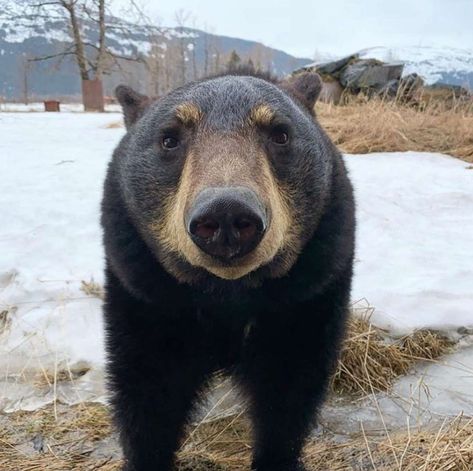 Running With The Wolves, Climbing Trees, Well Hello There, Hello There, Black Bear, Wolves, Alaska