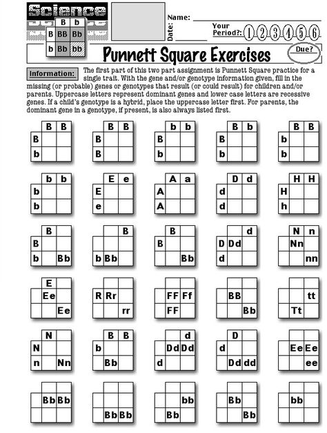 Punnett Square Practice Worksheets Punnet Square Activities, Punnett Square Activity, Dna Lesson, Science Genetics, Square Worksheet, Genetics Activities, Worksheets For Middle School, Punnett Square, Life Science Middle School