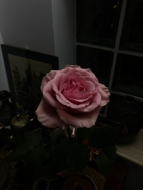 #rose #flowers #dark #pink Floral House, Karaoke Night, Flowers Dark, Dark Flowers, Favorite Flower, Rose Flowers, Dark Pink, Karaoke, Pink Rose