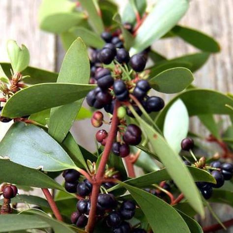 One of our favourite Australian Native ingredients Mountain Pepperberry (Tasmannia lanceolata), aka Tasmanian pepper, native pepper or bush pepper. This pepper is found in rainforests in Tasmania but also cool temperate forests in in south eastern Australia - it is even found in our own backyard in Barrington Tops. Traditionally, mountain pepper was used for both its antiseptic properties and its flavour. The fruit or berries would be used as a poultice for toothache. But it was also used... Tasmanian Pepperberry, Sbs Food, Newcastle Nsw, Native Australians, Pepper Steak, Flavor Enhancers, Australian Native, The Fruit, Pepper Grinder