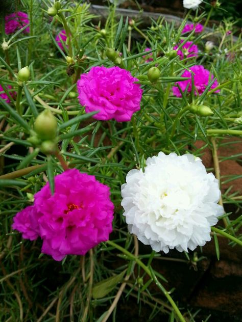 Vietnam Rose, Portulaca Flowers, Pretty Flowers Photography, Portulaca Grandiflora, Nature City, Pineapple Wallpaper, Clock Flower, Money Flowers, نباتات منزلية