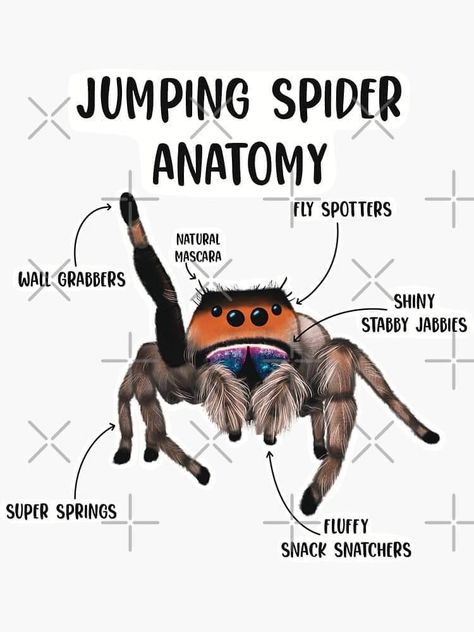 .... Shiny Stabby Jabbies 🥰 Bold Jumping Spider, Spider Anatomy, Spider Facts, Spider Fact, Jumping Spiders, Natural Mascara, Helpful Things, Jumping Spider, Spiders