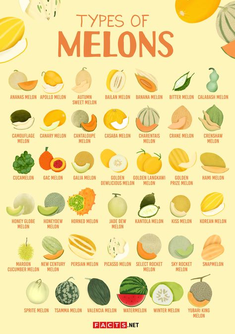 Types Of Melons, Melon Benefits, Types Of Watermelon, Fruits And Vegetables List, Thirst For Knowledge, Honeydew Melon, Types Of Fruit, Food Info, Exotic Fruit