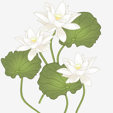 White Lotus Illustration, White Lotus Flower Drawing, Lotus Illustration, Lotus Flower Drawing, Clover Plant, Plant Cartoon, White Lotus Flower, Flowers Water, White Rose Flower