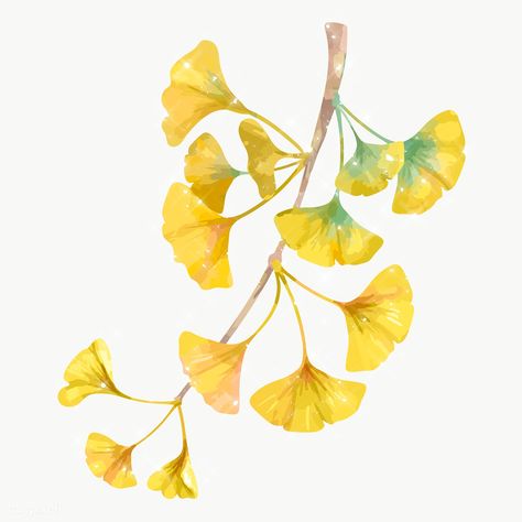 Hand drawn sparkling ginkgo flowers design element | free image by rawpixel.com / manotang White Flower Png, Ginkgo Art, Phlox Flowers, Hollyhocks Flowers, Ginkgo Tree, Gingko Leaves, Free Illustration Images, Leaf Illustration, Leaf Drawing