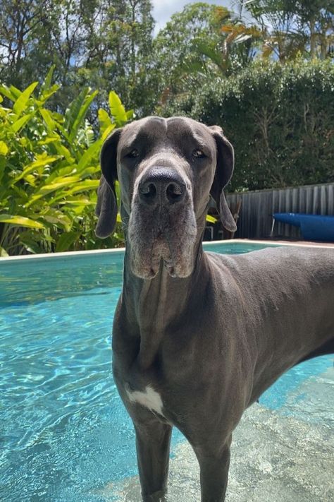 swimming with roxy Great Dane Mastiff, Great Dane Dogs, Pool Day, Pretty Dogs, Cute Animal Photos, Cane Corso, Pool Days, Baby Dogs, Animal Photo