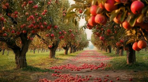 organic countryside apple orchards ai generated Orchard Wallpaper, Apple Orchards, Tree Saw, Wedding People, Apple Orchard, Cityscape Photos, Nature Backgrounds, Photo Template, Travel Lifestyle