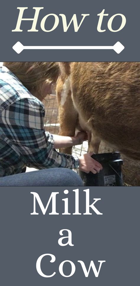 Milk A Cow, Milking Cow, Homesteading Diy Projects, Milk Cow, A Cow, All The Way, Clean Up, Farmer, To Learn