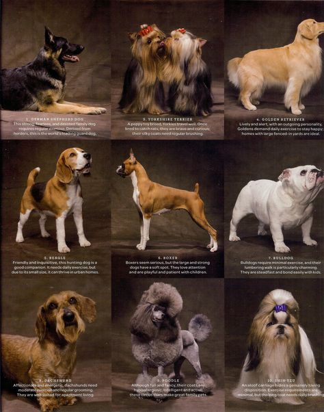 Dog Breeds Small Dog Breeds Chart, Dog Breeds Chart, Asian Dogs, Cute Names For Dogs, Cute Small Dogs, Rare Dog Breeds, Dog List, Dog Wash, Really Cute Dogs