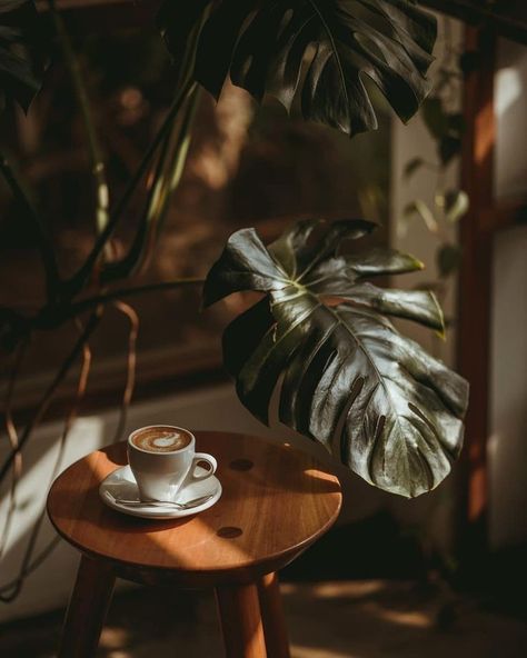 Coffee Shop Plant Aesthetic, Coffee Green Aesthetic, Coffee And Plants Aesthetic, Coffee Shop Photoshoot Ideas, Coffee Shop Plants, Photoshoot Coffee, Coffee Shop Instagram, Food Photography Composition, Coffee Shop Photography