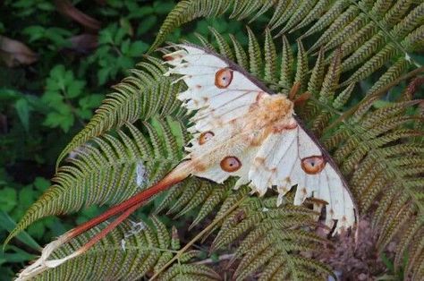 Cool Moths, Pretty Moths, Moth Aesthetic, Comet Moth, Moth Species, Colorful Moths, Cute Moth, Cool Insects, Cool Bugs