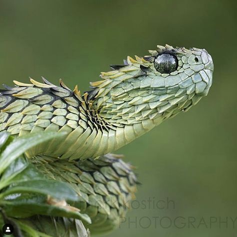 22 Pics of the Coolest Poisonous Snake in the World - the African Bush Viper - Wow Gallery African Bush Viper, Bush Viper, Snake Photos, Poisonous Snakes, Cool Snakes, Pretty Snakes, Cute Reptiles, Cute Snake, Beautiful Snakes