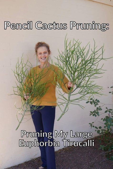 My beautiful 8' Pencil Cactus was damaged in a recent move. This is all about pruning a Pencil Cactus. Get tips & see how I did it here. #pencilcactus #euphorbiatirucalli #succulentpruning Pencil Cactus Propagate, Pencil Cactus Care, Arizona Gardens, Pencil Plant, Cactus Tree, Oregano Plant, Moving Plants, Pencil Cactus, Christmas Cactus Care